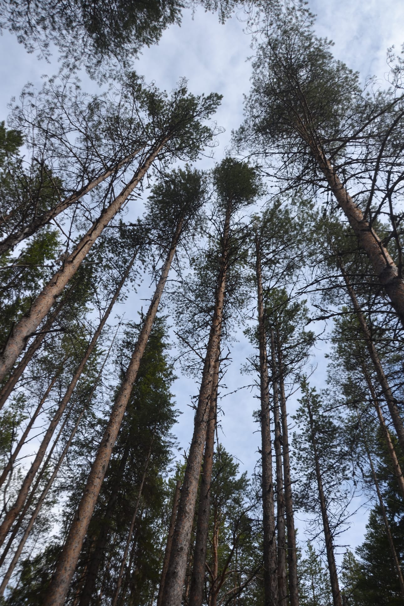 Posiolla tielle kaatunut puu oli mänty. Arkistokuvan pystyssä huojuvat männyt eivät liity Tammitien tapaukseen.