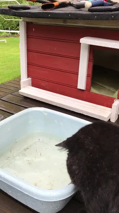 Piki jätti kalan vielä kasvamaan