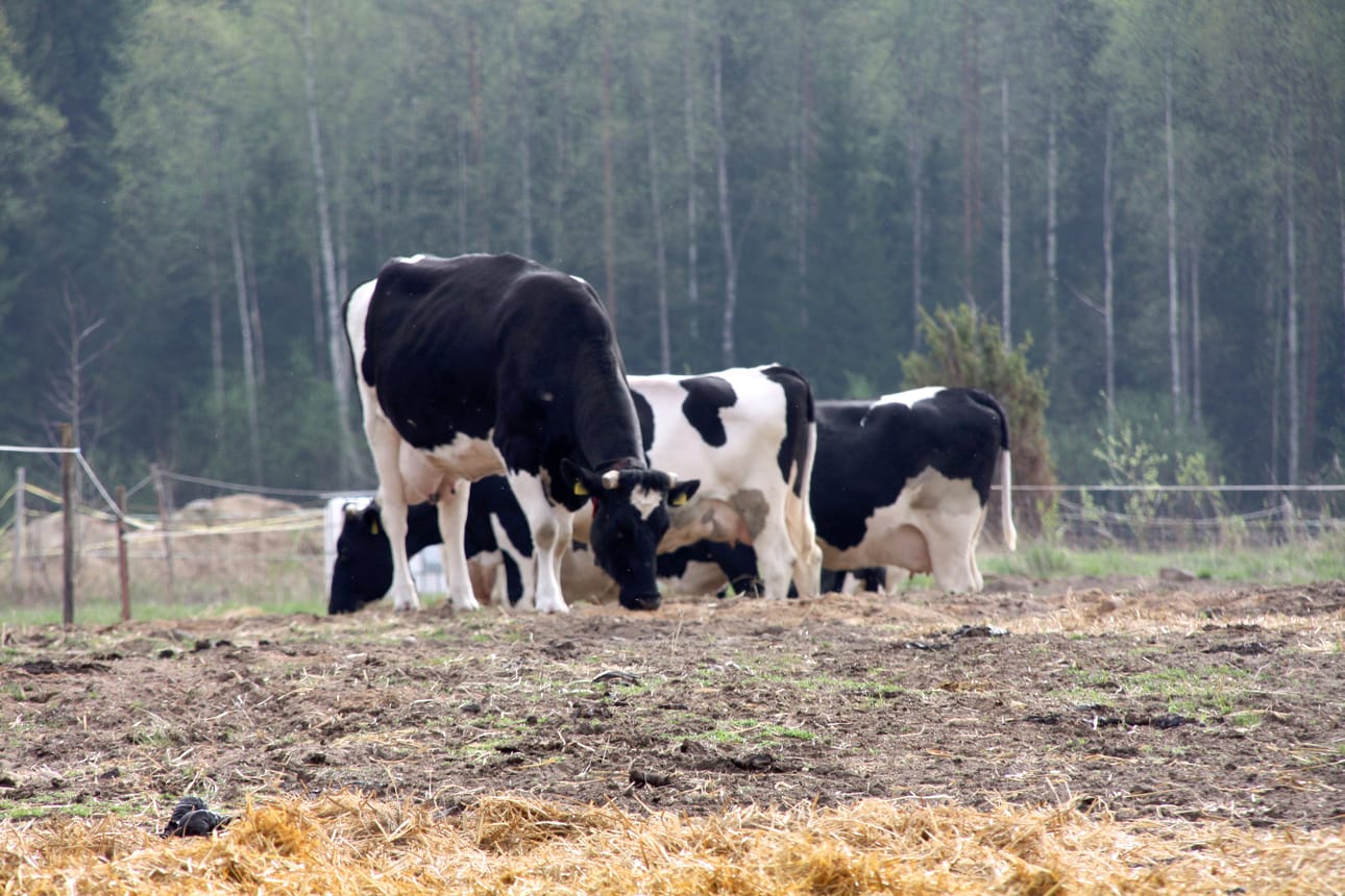 Lehmien hyvinvointi näkyy myös maitomäärissä. Hyvinvoinnista ei auta tinkiä. Arkistokuva: Sari Junnonaho