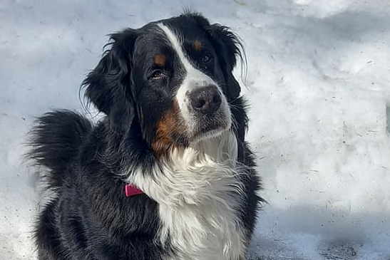 Oulaisissa etsitään perjantaina kadonnutta Camu-koiraa