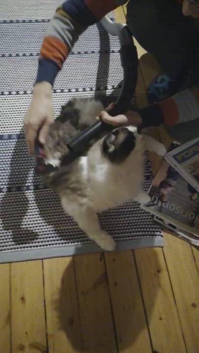 Kissa saa kampauksen ja imuroinnin