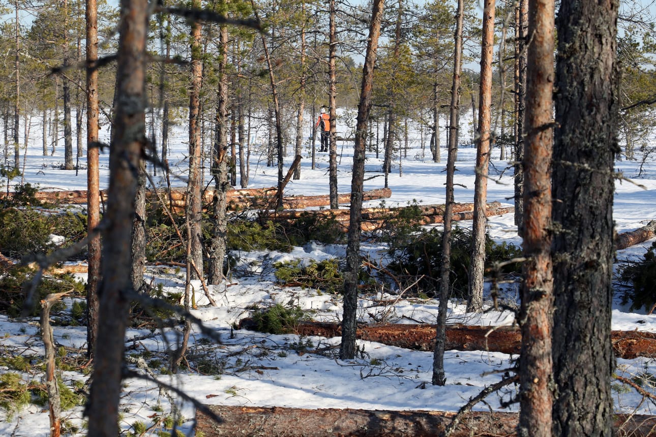 Lutakkonevan halki menee talvisin hiihtoreitti ja kesäisin patikkapolku. Nytkin siellä näkyy hiihtäjiä.