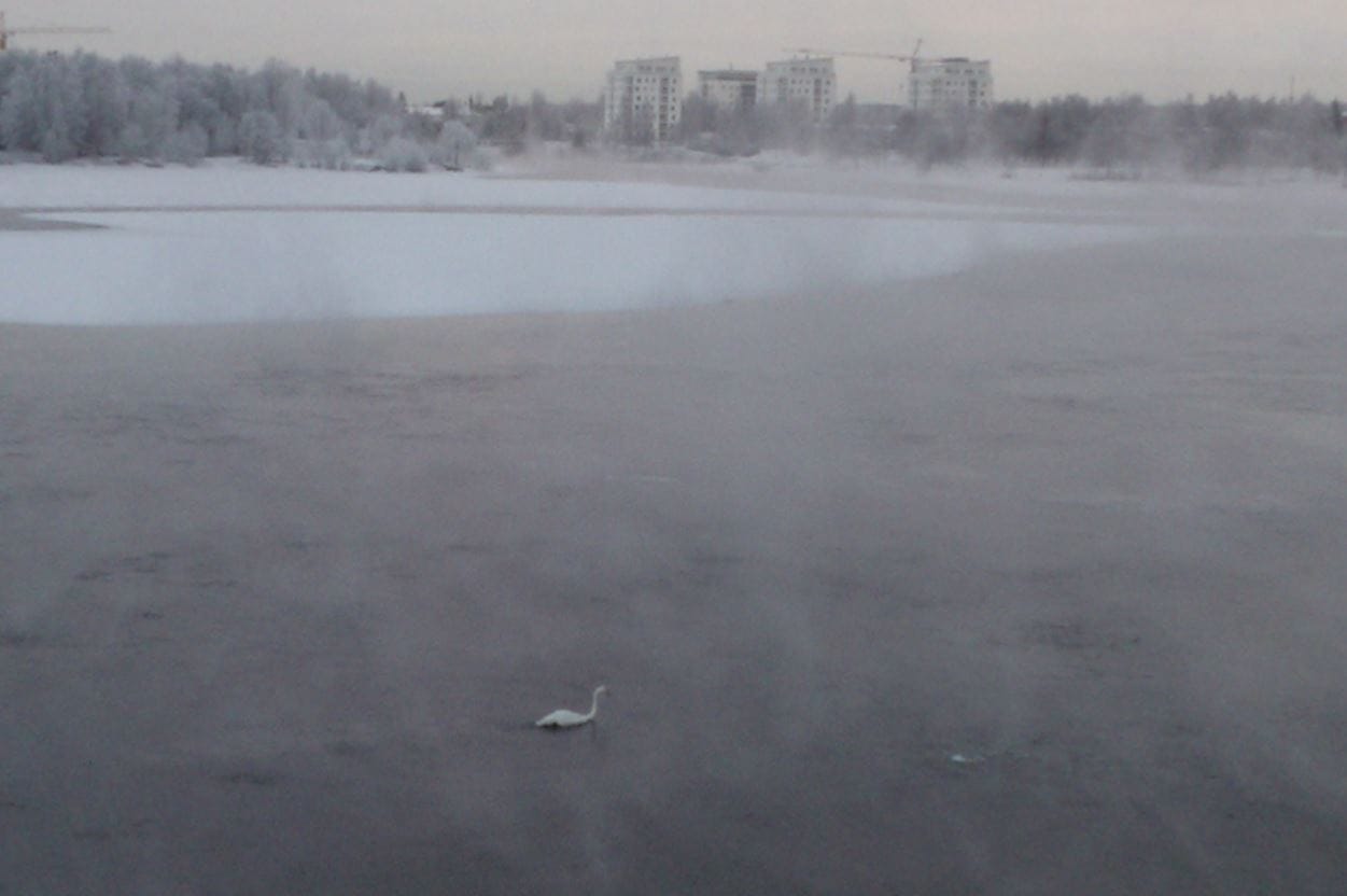 Joutsen yrittää selvitä talven yli Hartaanselän sulassa.