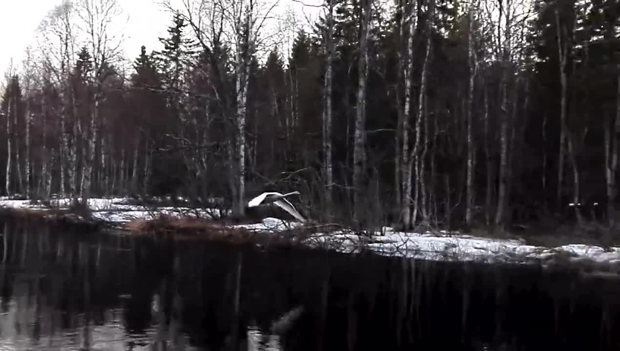 Joutsen kaakatteli  joella