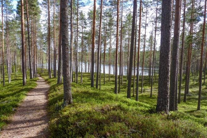 Arpaisten patikan järjestivät jälleen yhteistyössä Parviaisen kyläyhdistys, Saurun Seudun maa- ja kotitalousseura ja Soinin kunta. ARKISTOKUVA: AARRE LÖYTÖMÄKI
