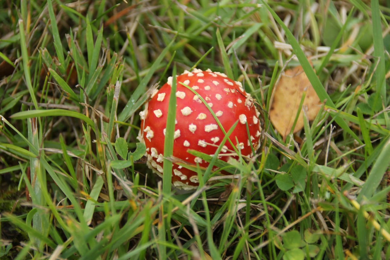 Kaikki tuntevat kärpässienen ja tietävät, ettei se ole syötävä.