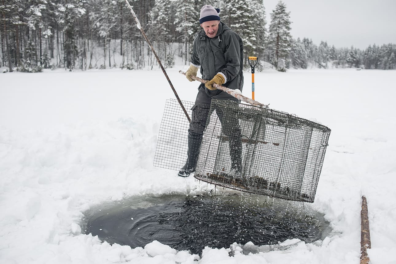 Reino Kähkönen pyytää katiskalla mateita. Maanantaina saaliiksi tuli vain pieniä kaloja. Paras kutuaika on vasta edessä.