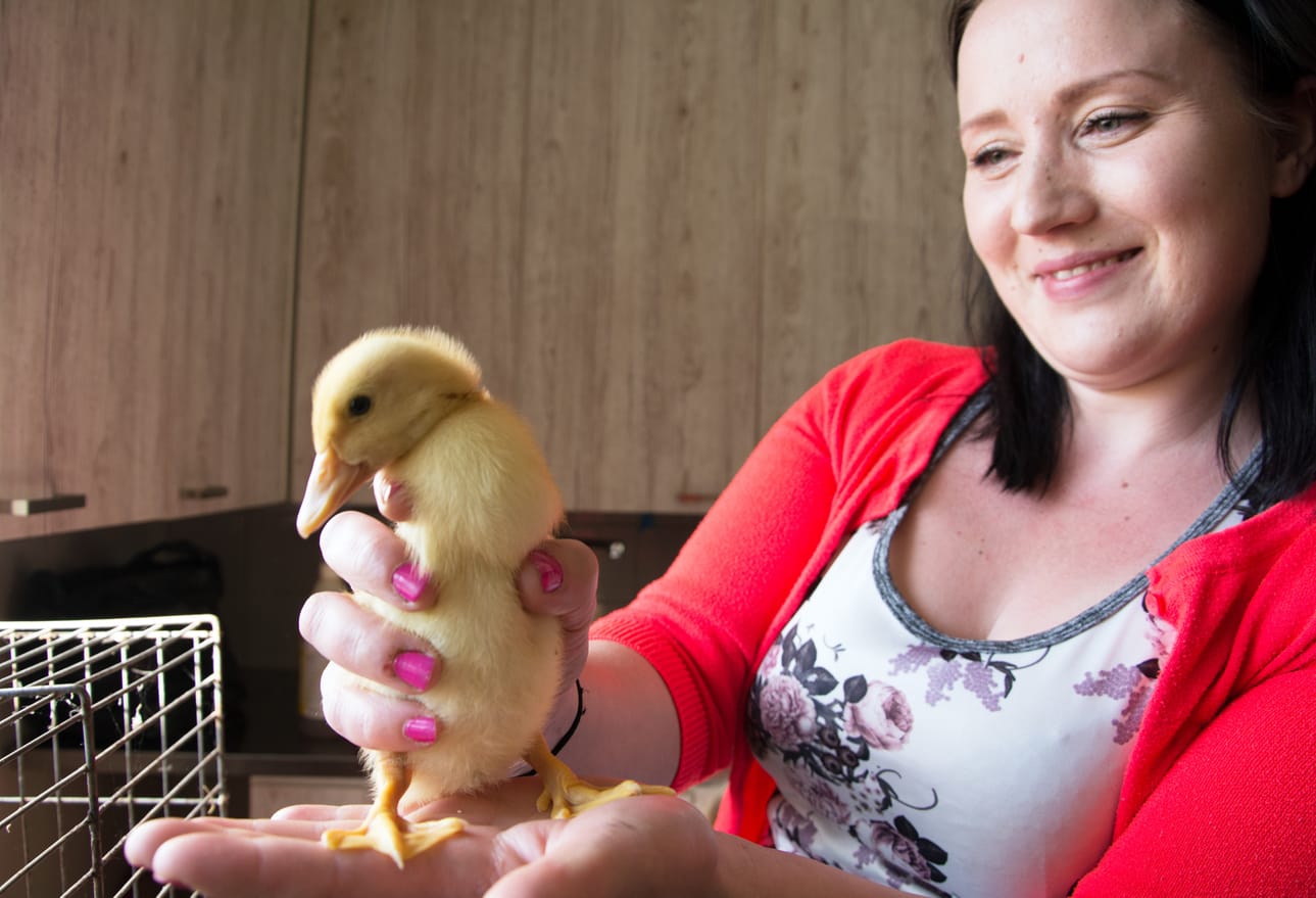 Sanna Liimataisen kädessä oleva ankanpoikanen oli kuvaushetkellä noin viikon vanha.