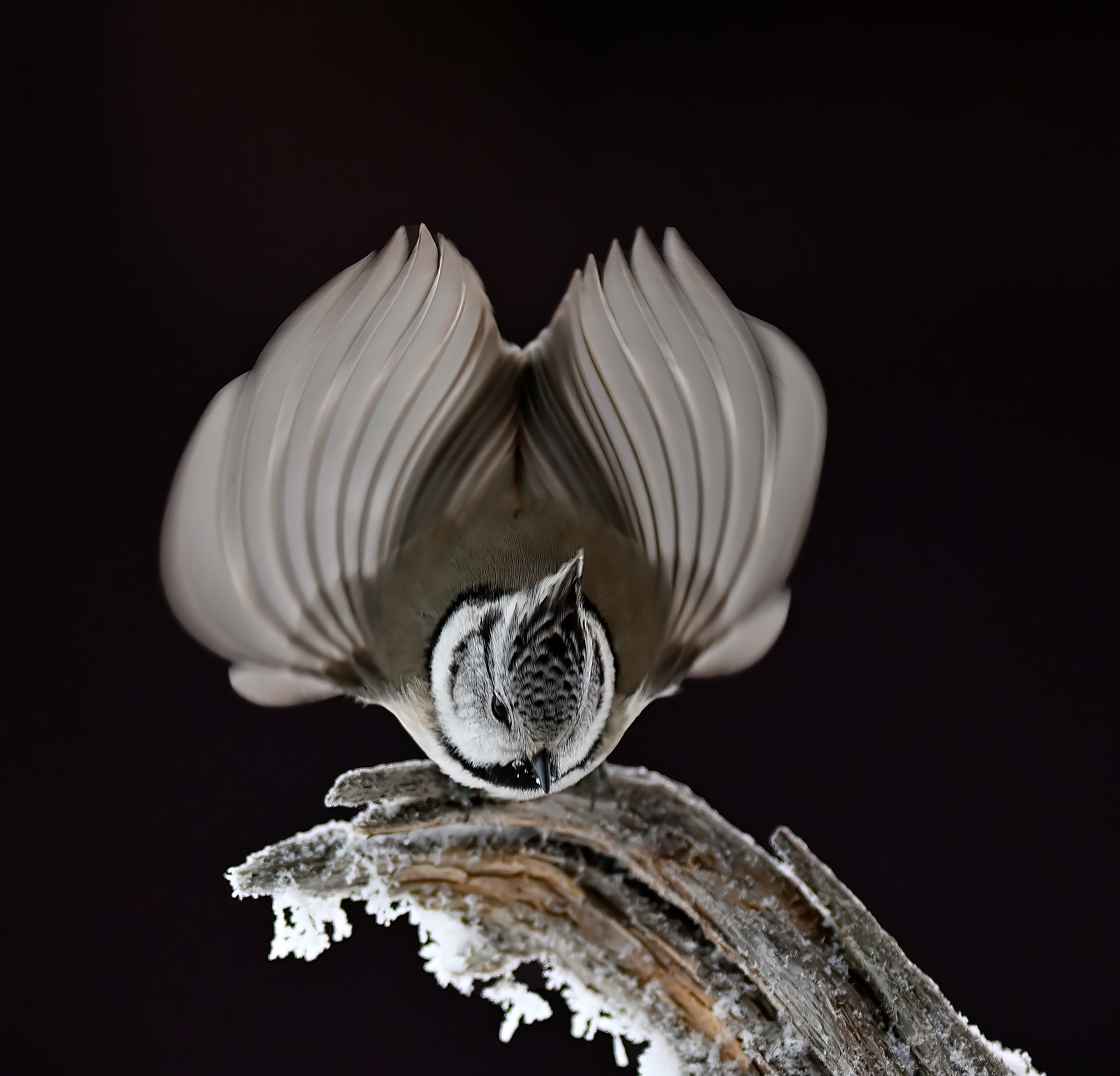 Linnut: Markku Paananen, Viitasaari