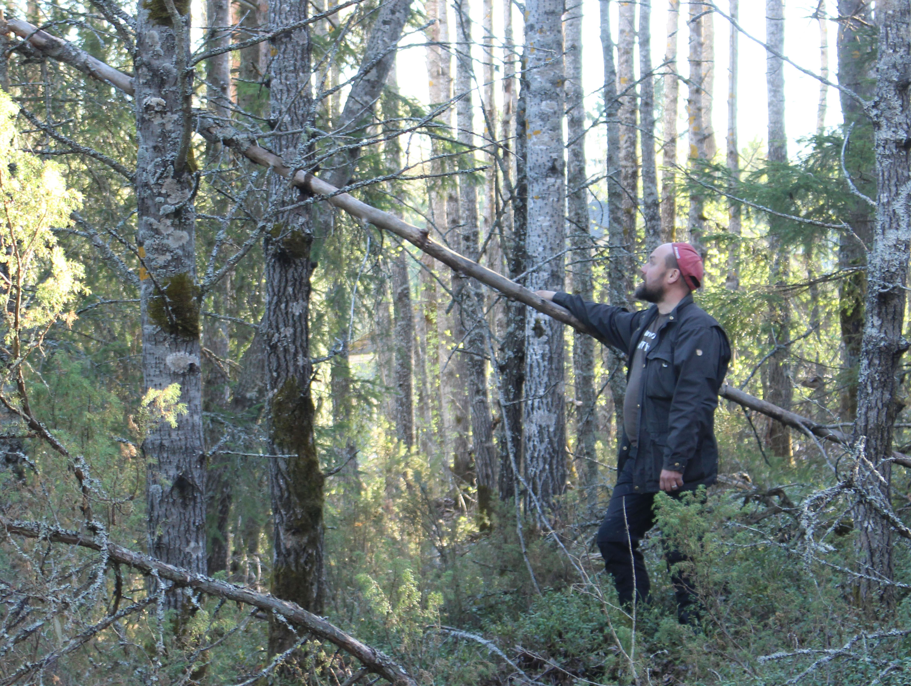 Tero Mäkelä tutkailee Kotasaaren metsää.