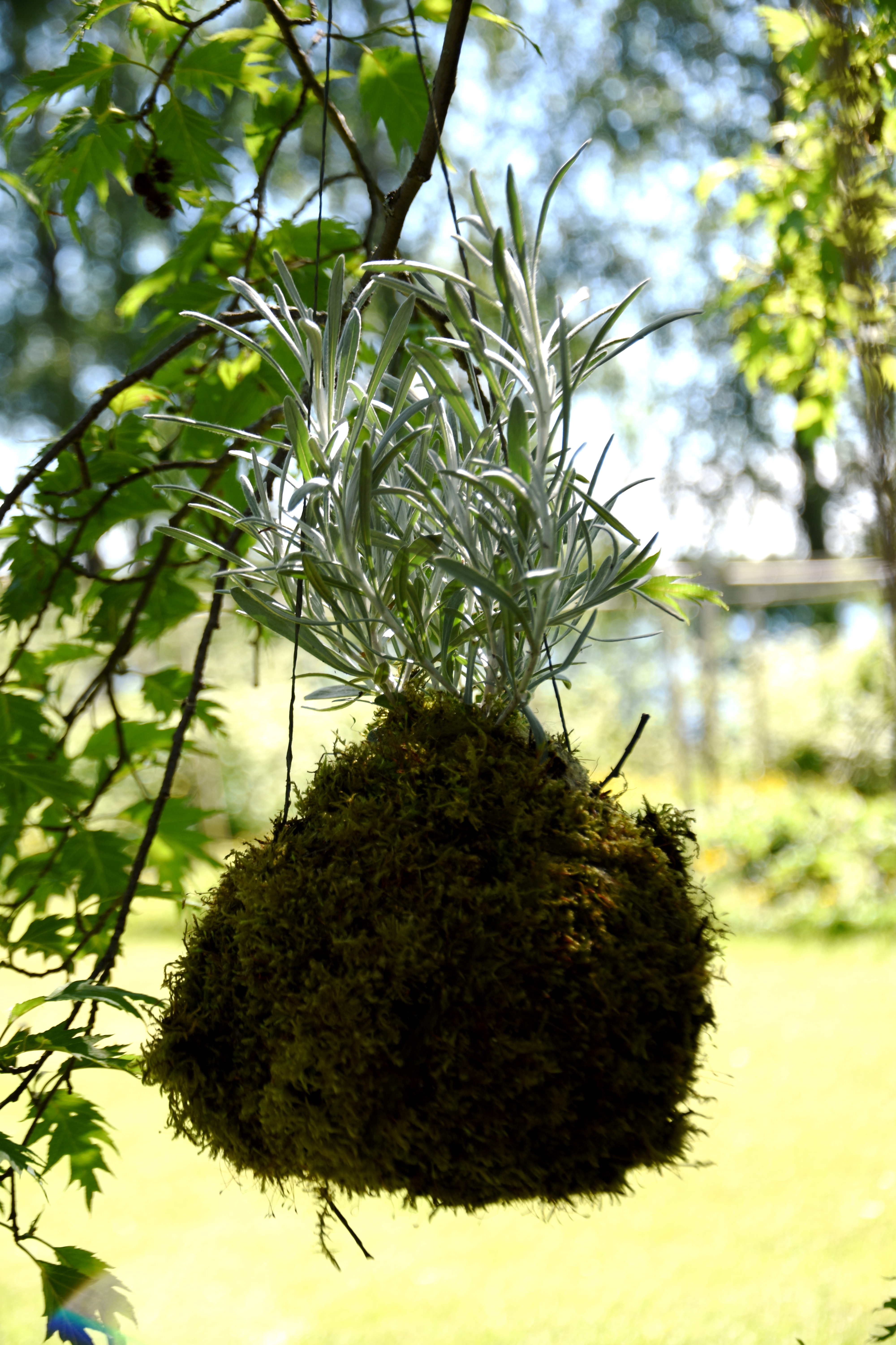 Kokedama viihtyy puunoksalla, lehtien siimeksessä.
