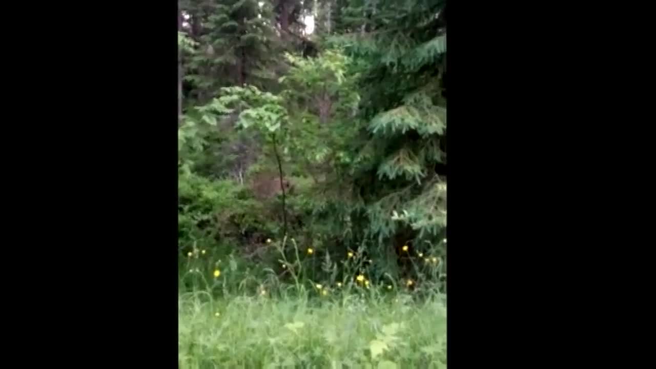 Ilvesemon erikoiset kutsuäänet tallentuivat videolle