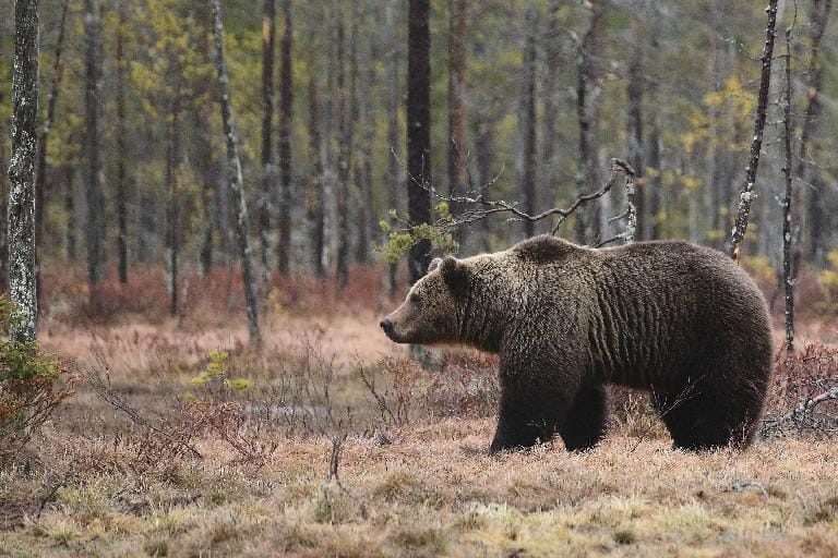 Karhunpyyntikausi alkaa lauantaina, 20. elokuuta. Arkistokuva.