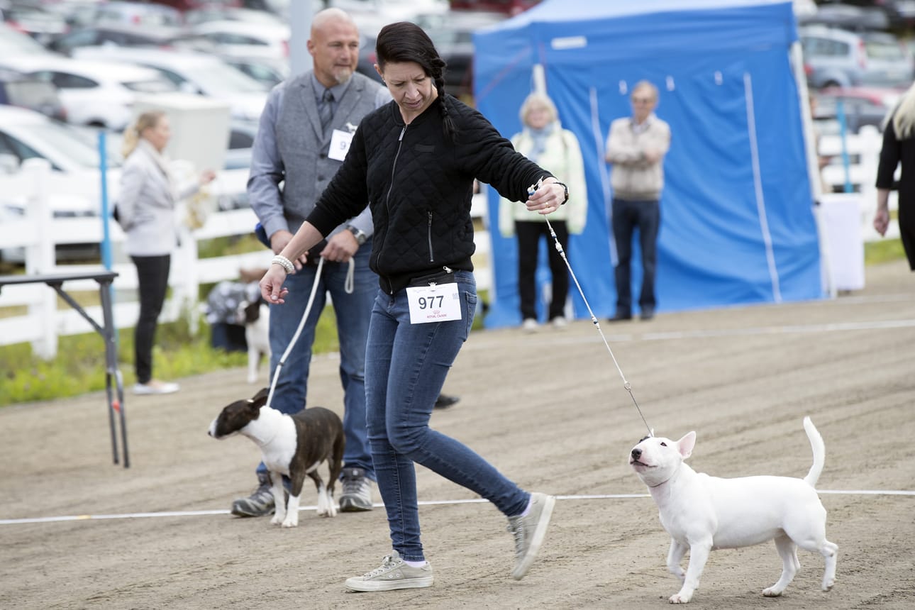 Anna Kokko kehässä kääpiöbullterrieri Piikin kanssa. Kaksikko sijoittui sarjassaan kolmen parhaan joukkoon.