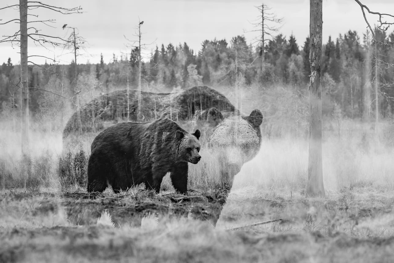 Nina Taskilan Karhun kunnailla -valokuvanäyttely kertoo Suomen kansalliseläimestä.