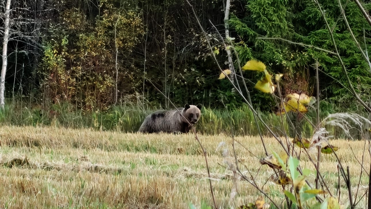 Ilkka-Pohjalaisen lukija osui paikalle, kun Ilmajoella pihoihin tullut karhu ammuttiin.
