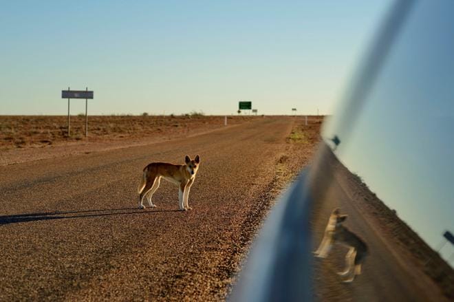 Dingot viihtyvät enimmäkseen omissa oloissaan, mutta tämän vuoden aikana Australiassa on ollut jo kolme dingojen hyökkäystä. Niissä kahdessa on ollut osallisena lapsi. KUVA: Steve Marshall/Epa