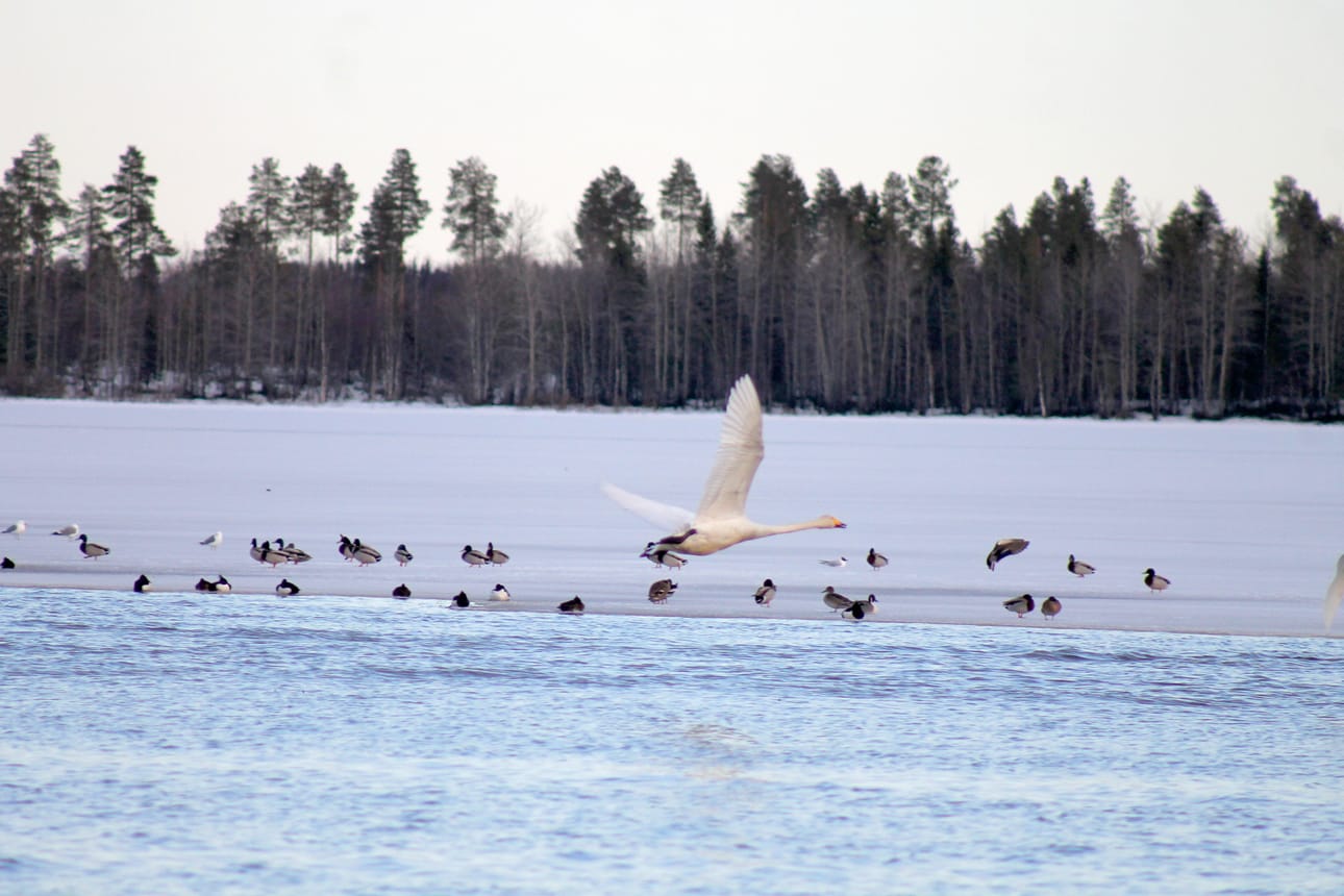 Joutsen nousee siivilleen ja joukko lintuja tepastelee Pudasjärven jäällä.
