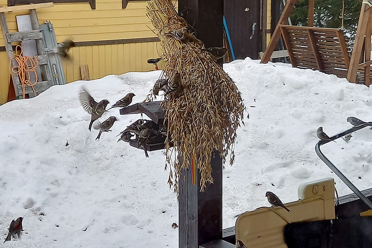 Heikki Kauppisen lintulaudalla Pöykkölässä urpiaiset viuhtoivat menemään melkoista kyytiä.