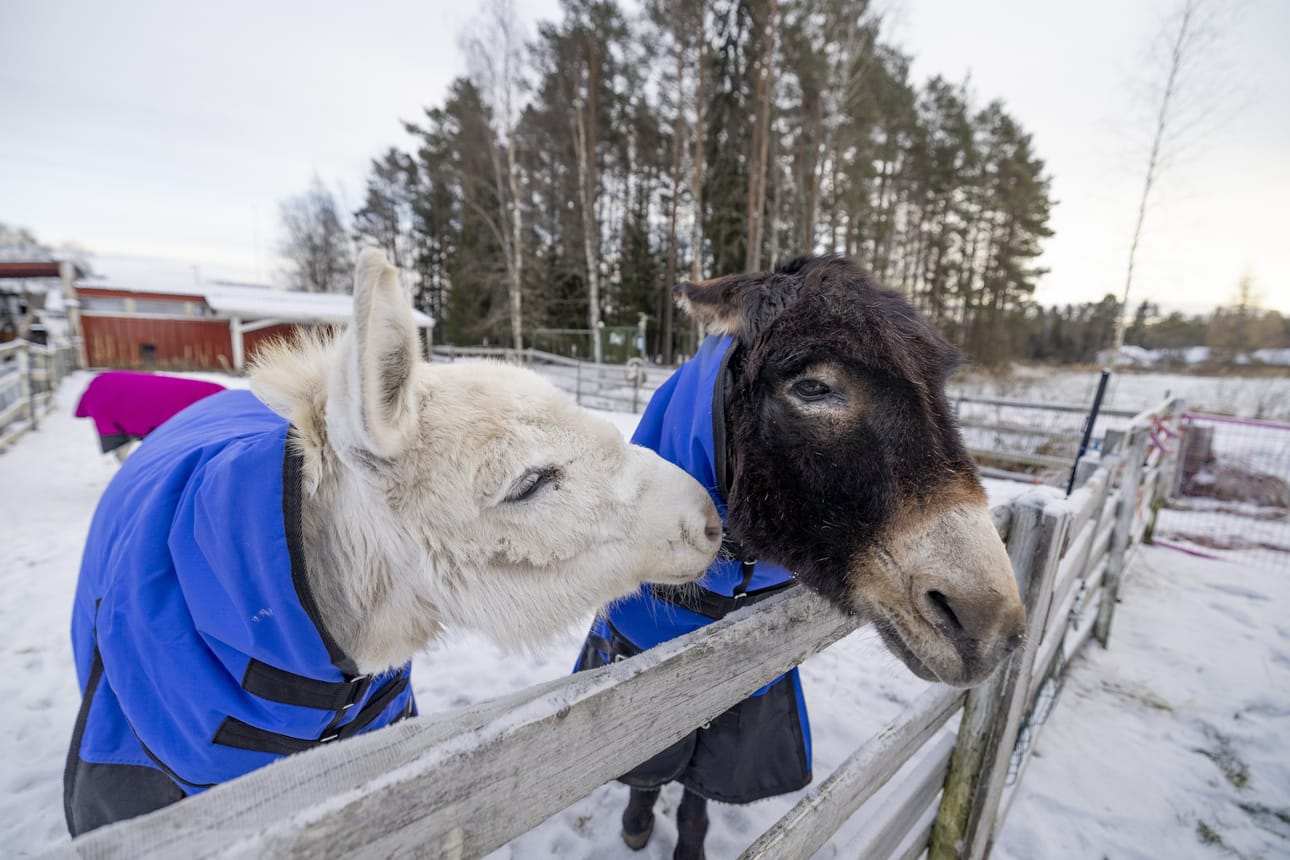 Samaan aitaukseen muuttanut Arska ärsytti aluksi Oskaria. Omistajan mukaan 20-vuotias Oskari joskus ärripurri, mutta se on kuitenkin jo lämmennyt uusille ystävilleen.