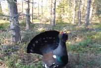 Metso Siikajoella