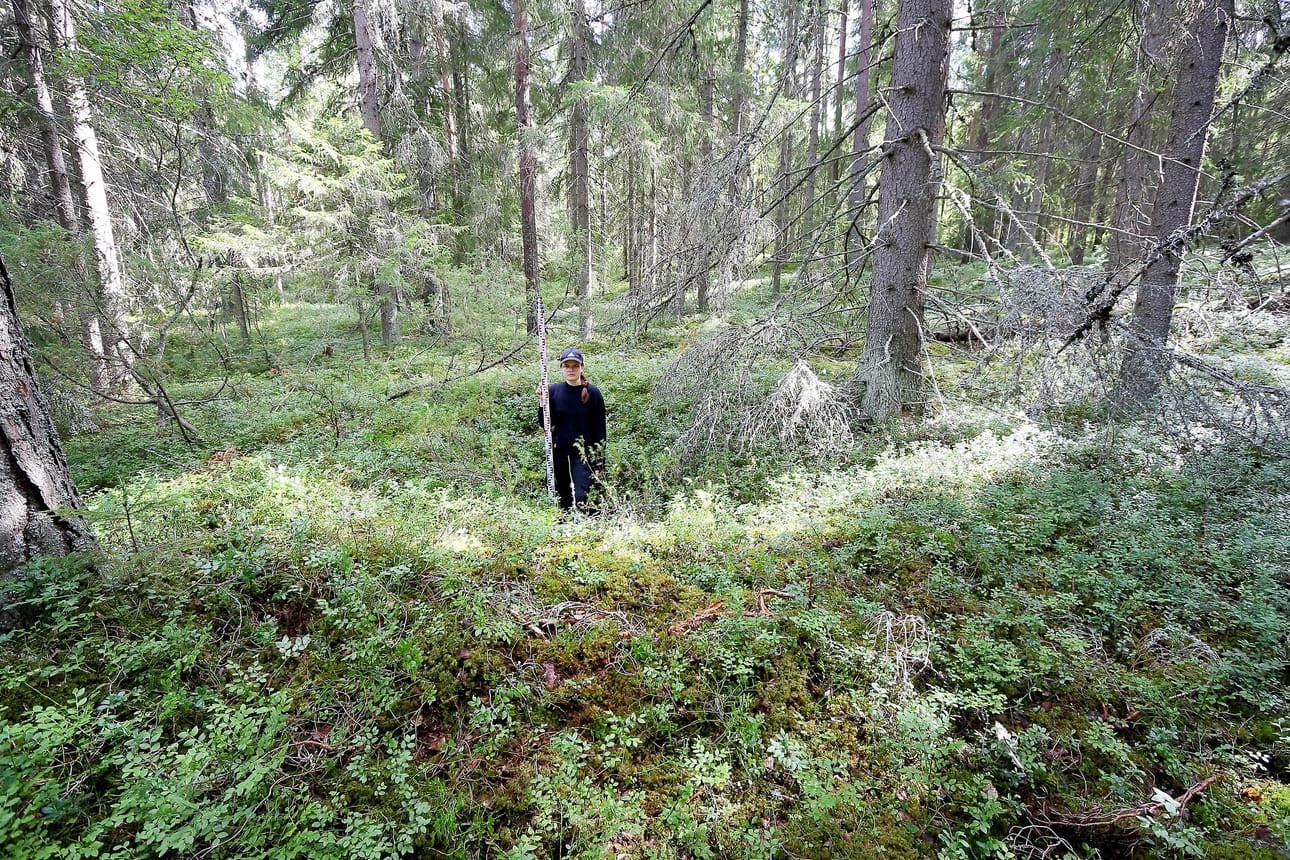 Kuva yhdestä pyyntikuopasta Alajärveltä viime vuodelta. Kuopassa mittausapulaisena arkeologiharjoittelija Meeri Rantakoski.
