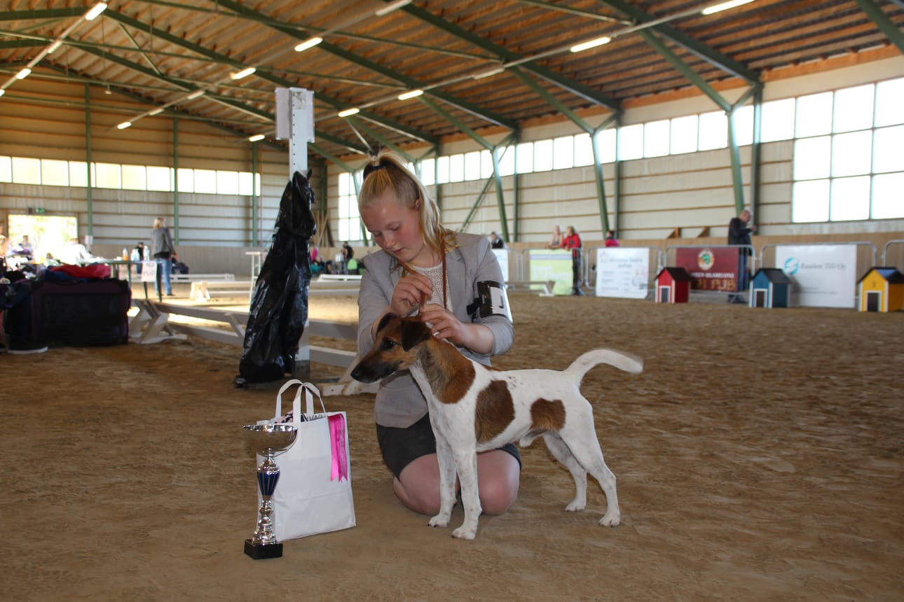 Reeta Soukka esitti junior handler-kilpailussa voitokkaasti oman koiransa, 3-vuotiaan Käki-kettuterrierin.