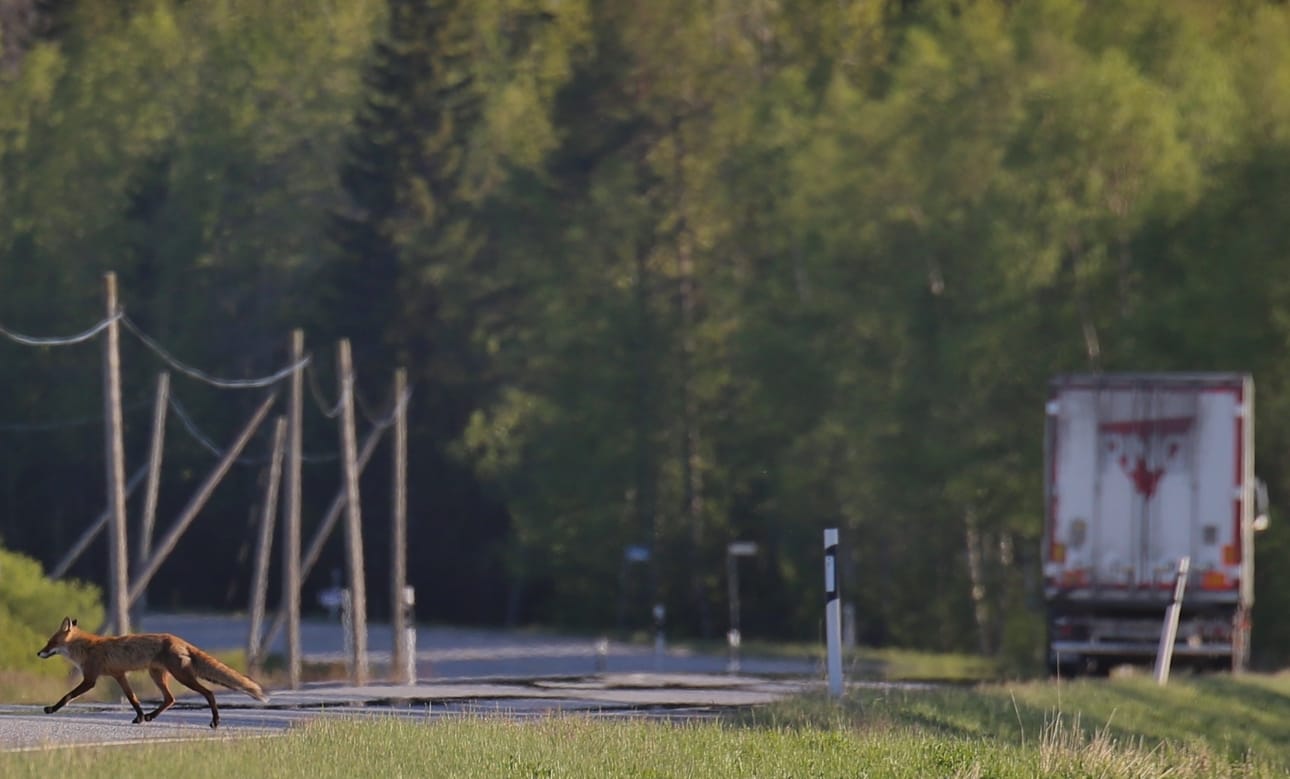 Kettu teki onnistuneen tien ylityksen Haapajärvellä. Kuukauden lukijakuvan ottanut Veini Ahola kuvasi tilanteen noin 70-80 metrin päästä.