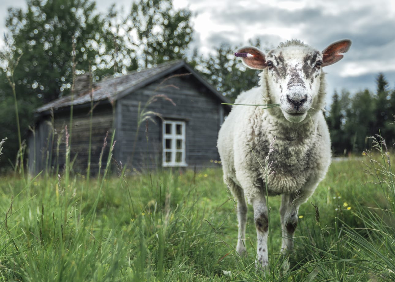 Paimenen homma kiinnosti jälleen. Tänä vuonna ensimmäistä kertaa mukana oleva Punkaharjun Palovartijan talo kiinnosti hakijoita eniten keräten yhteensä 1334 hakemusta. Syötteen kansallispuiston Rytivaaran kruununmetsätorpalle haki puolestaan 918 ihmistä,