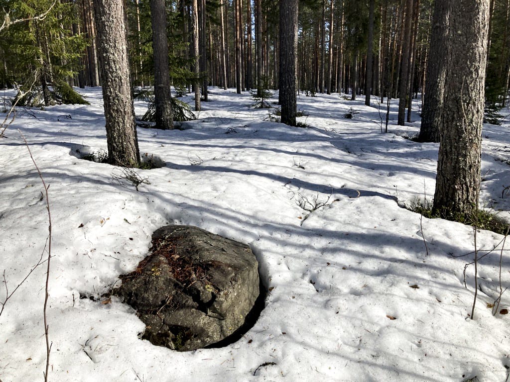 Viikon kuva: ei ole vielä pälviä metsässä, vaikka kevät on tulossa.