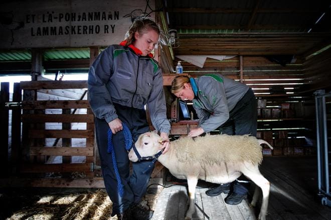 Kesäharjoittelija Silja Alamikkotervo sekä ProAgria Etelä-Pohjanmaan lammasasiantuntija Milla Alanco-Ollqvist arvioivat huutokaupattavan pässin rakennetta. KUVAT: JAAKKO ELENIUS