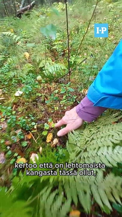 Uusi luonnosuojelualue Pedersören Lövössä