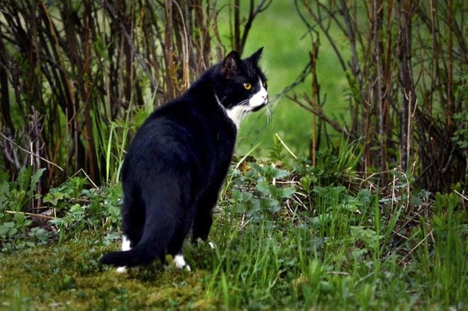 Toisen kissoja ei ole suotavaa ruokkia omassa pihassaan. Arkistokuva: Jouko Hänninen