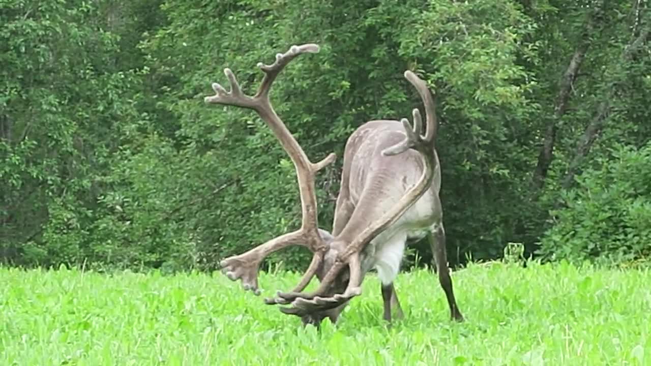 Kesän vihreät maistuvat komeasarviselle porolle