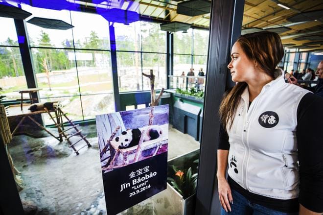 Pandatoiminnan päällikkö Anna Palmrothin mukaan Lumi kaipaa päivittäin rapsutuksia ja kahdenkeskeistä aikaa hoitajan kanssa. "Sanon Lumille joka päivä, että se on maailman kaunein panda." Arkistokuva.