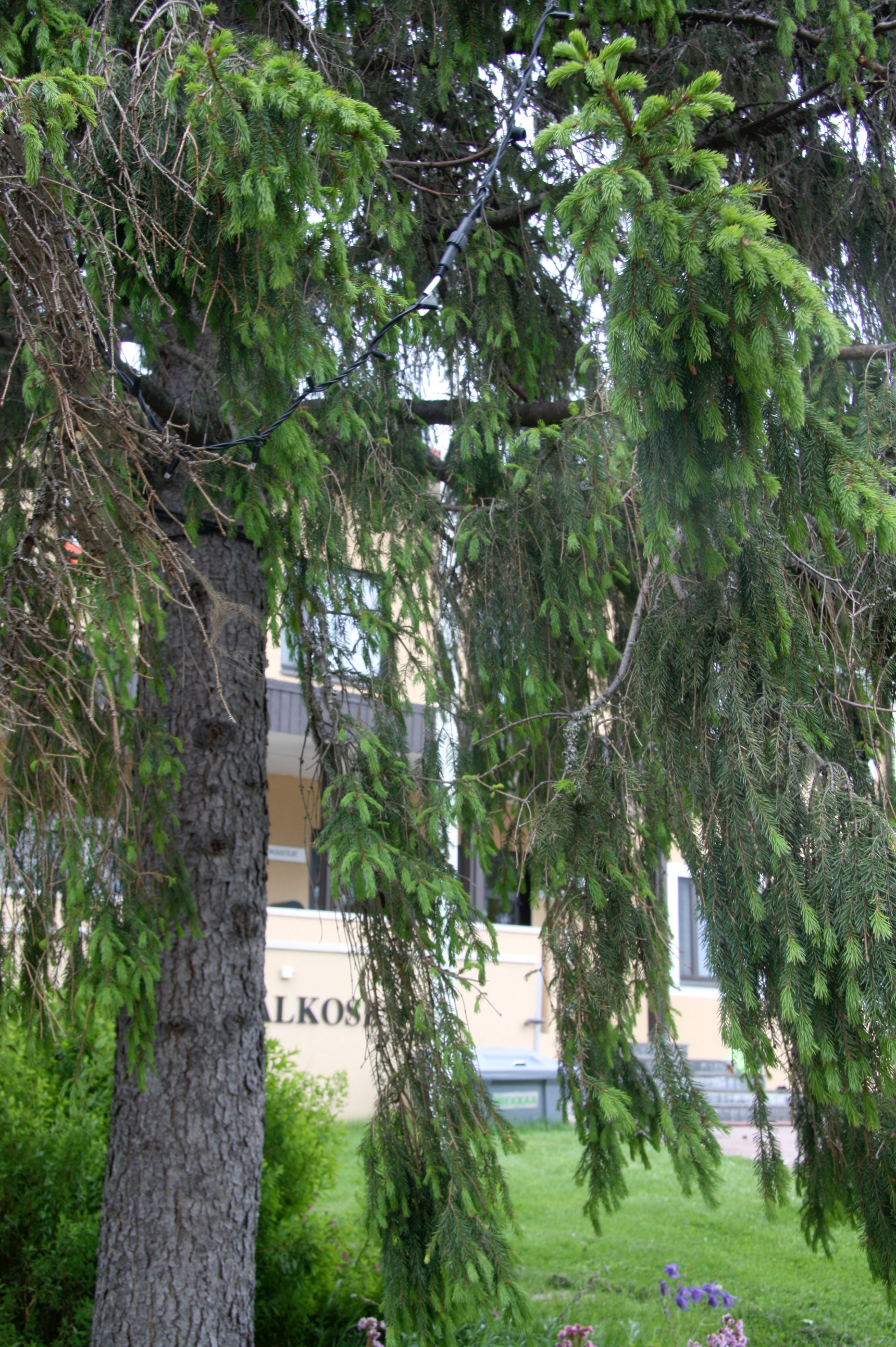 Taivalkoskella ovat jouluvalot valmiudessa ympäri vuoden.