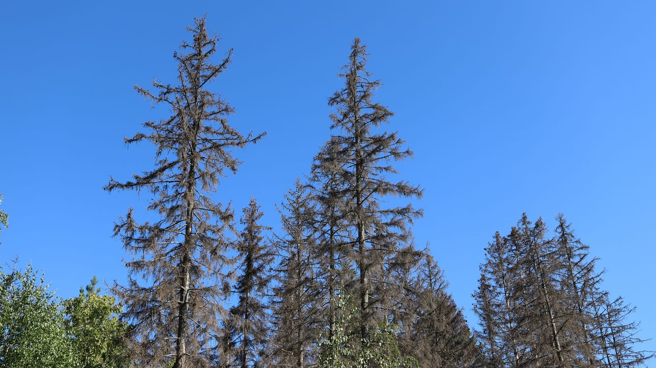 Kirjanpainajan tekemää tuhoa kuusikossa.