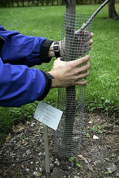 Ylipuutarhuri Tuomas Kauppila on suojannut omenapuun rungon rusakoilta.