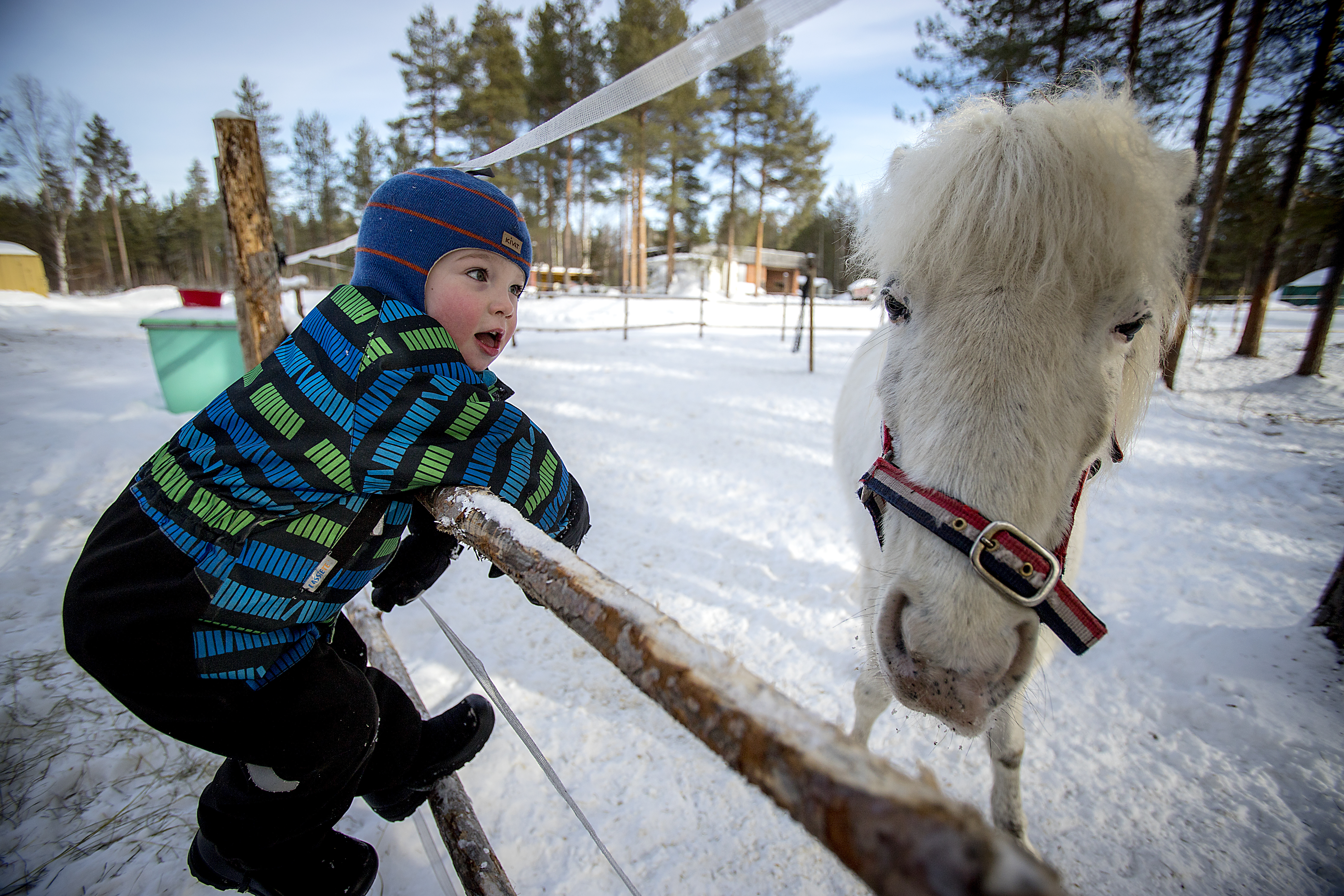 Villellä on kaverinaan Unkarista Raaheen tullut Kózi-poni. Kózi tarkoittaa valkoista takkutukkaa, ja sitähän tällä ponilla riittää.
