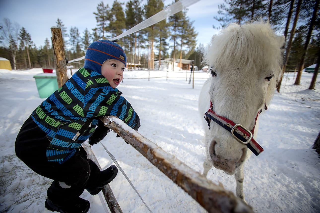 Villellä on kaverinaan Unkarista Raaheen tullut Kózi-poni. Kózi tarkoittaa valkoista takkutukkaa, ja sitähän tällä ponilla riittää.