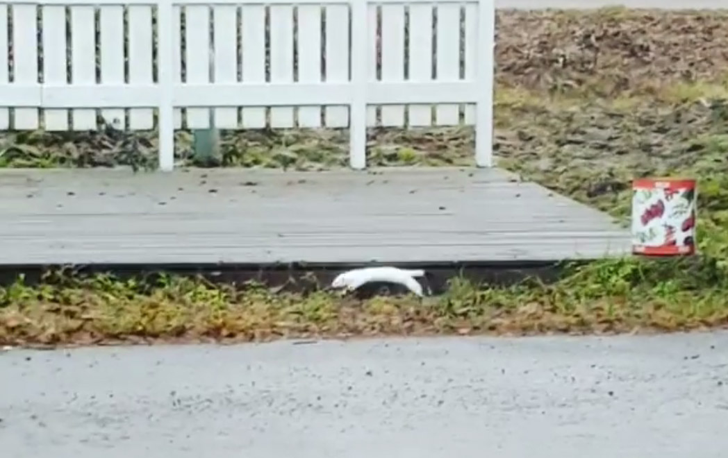 Kuvakaappaus Annukka Ahman kuvaamasta videosta.
