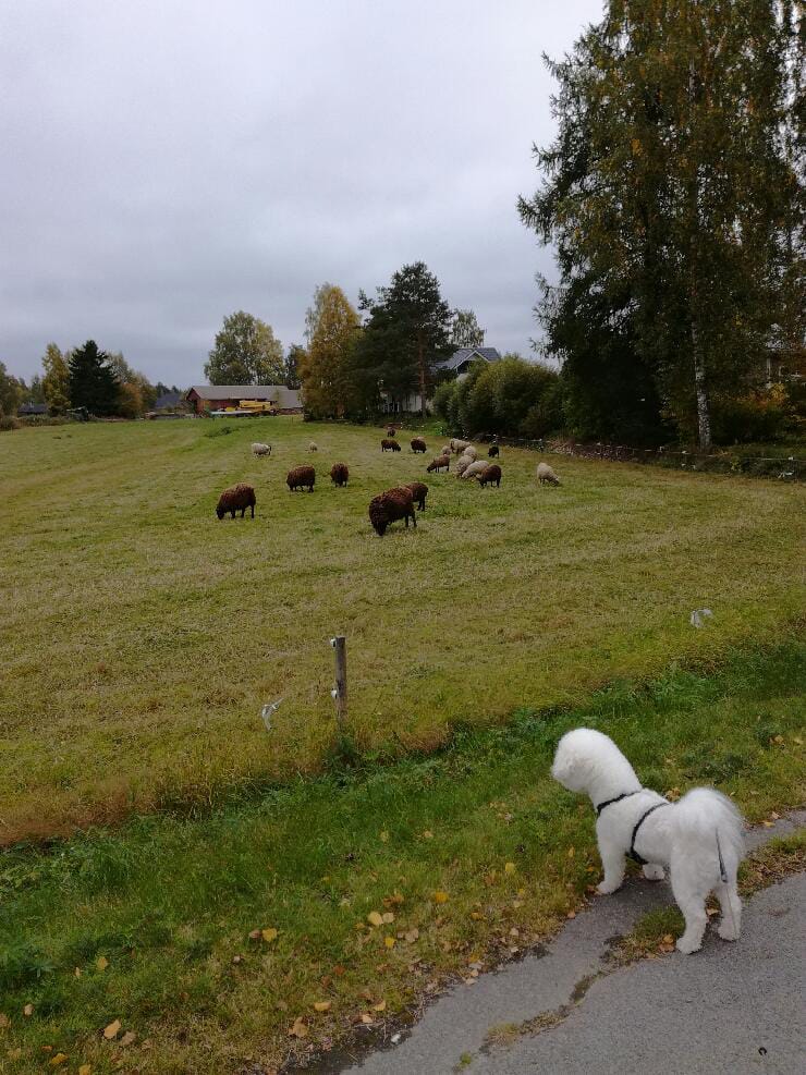 Arkoja ovat Kuortaneen lampaat