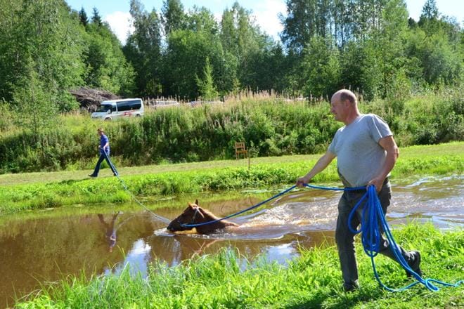 Hevosharrastajat pääsivät kilpailujen ohessa tapaamaan tuoreet ravikuninkaalliset Akaasian ja Sävel-Taian, jotka osallistuivat myös näytösluonteisesti uintikilpailuun. Akaasia polski Kirsi Vierikon ja omistajansa Ari Oja-Nisulan uittamana. KUVAT: EVELIINA KÄLVIÄINEN