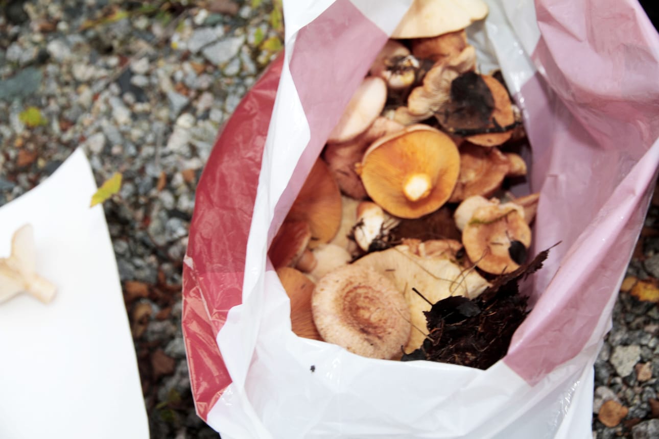 Annika Keskitalon kymmenen minuutin keräystulos. Päällimmäisinä männynleppärousku ja karvarousku.