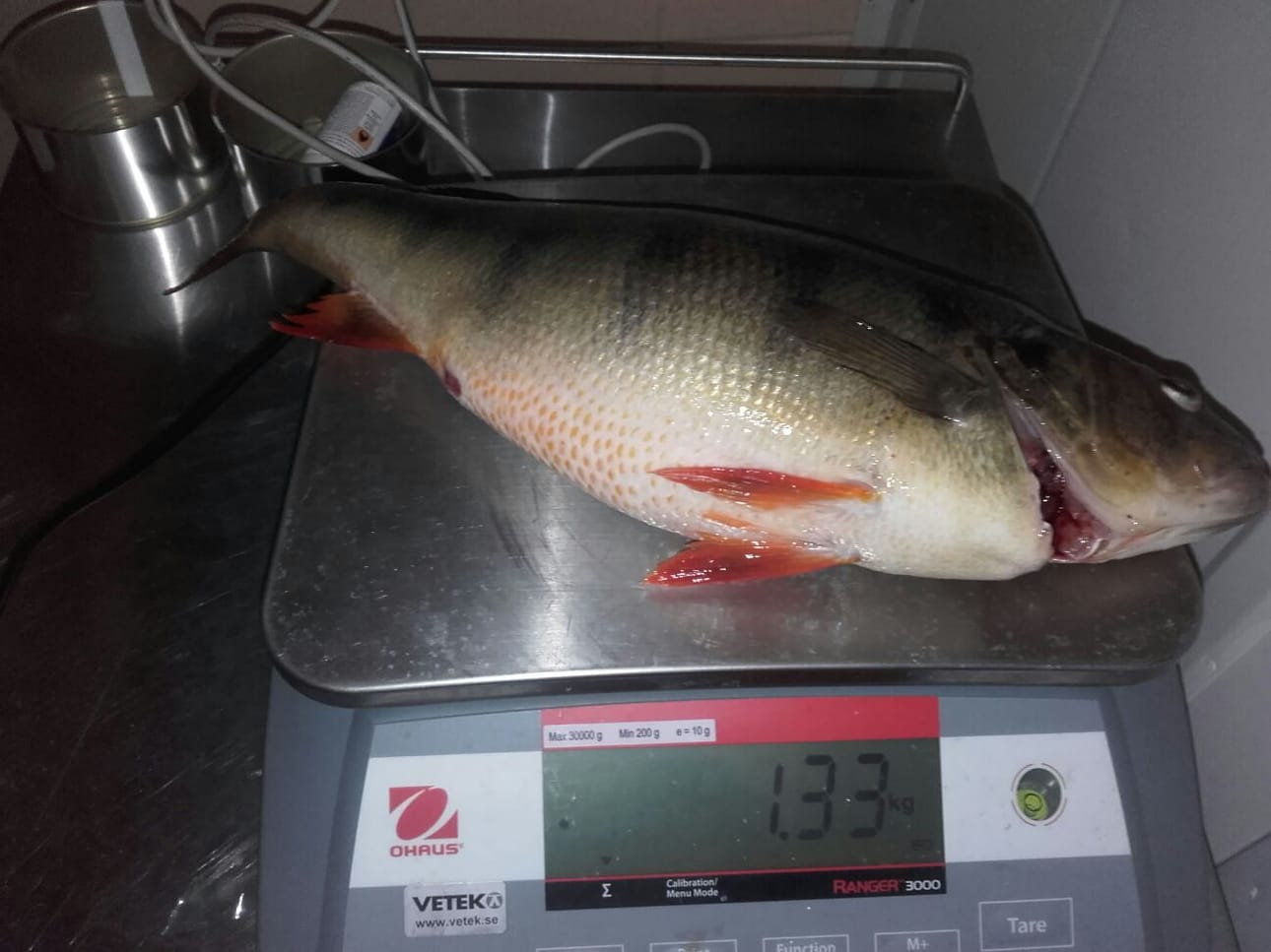 Verkolla Livojärvestä 07.01.2017. Paino 1330gr, pituus 45 cm, ympärysmitta 33 cm