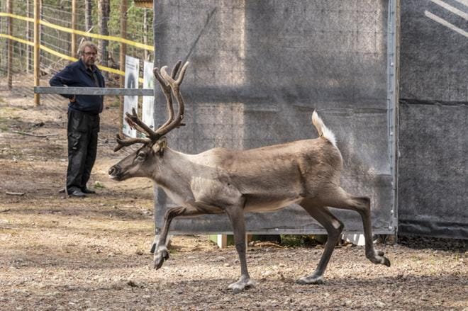 Ensimmäinen metsäpeura säntäsi ulos totutustarhasta. Taustalla menoa katselee Isojoen Sarviluomalla asuva Tapio Alatalo, joka on alueen kenttätyöntekijä. KUVA: TIINA MÄKELÄ
