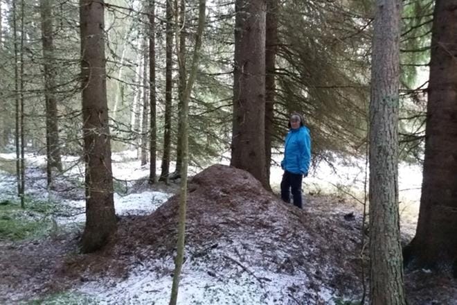 Elise Ylätalo antaa palan metsää lahjaksi satavuotiaalle Suomelle.