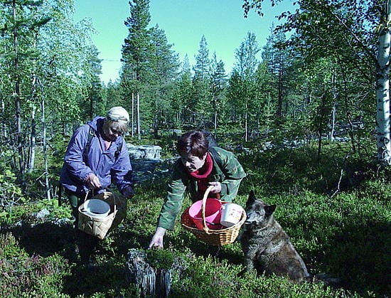 Marjastajat kisasivat maailmanmestaruudesta Suomussalmen metsissä.
