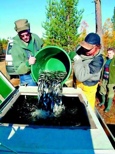 Peledinpoikaset kyytiin. Kalastusmestari Jukka Korpivuoma (vas) ja tutkimusapulainen Mauno Nätynki siirtävät luonnonravintolammikosta pyydetyt kesänvanhat peledinpoikaset kuljetussäiliöön, jossa ne saavat myös värikylvyn.