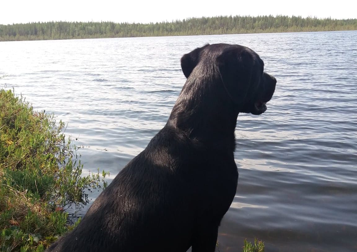 Koiran kuvaillaan olevan ihmisen paras ystävä. Perjantaina vietetään karvakaverein omaa päivää. Voit lähettää Siikajokilaaksossa julkaistavaksi kuvan lemmikistäsi tai vaikka teistä yhdessä harrastuksen parissa.